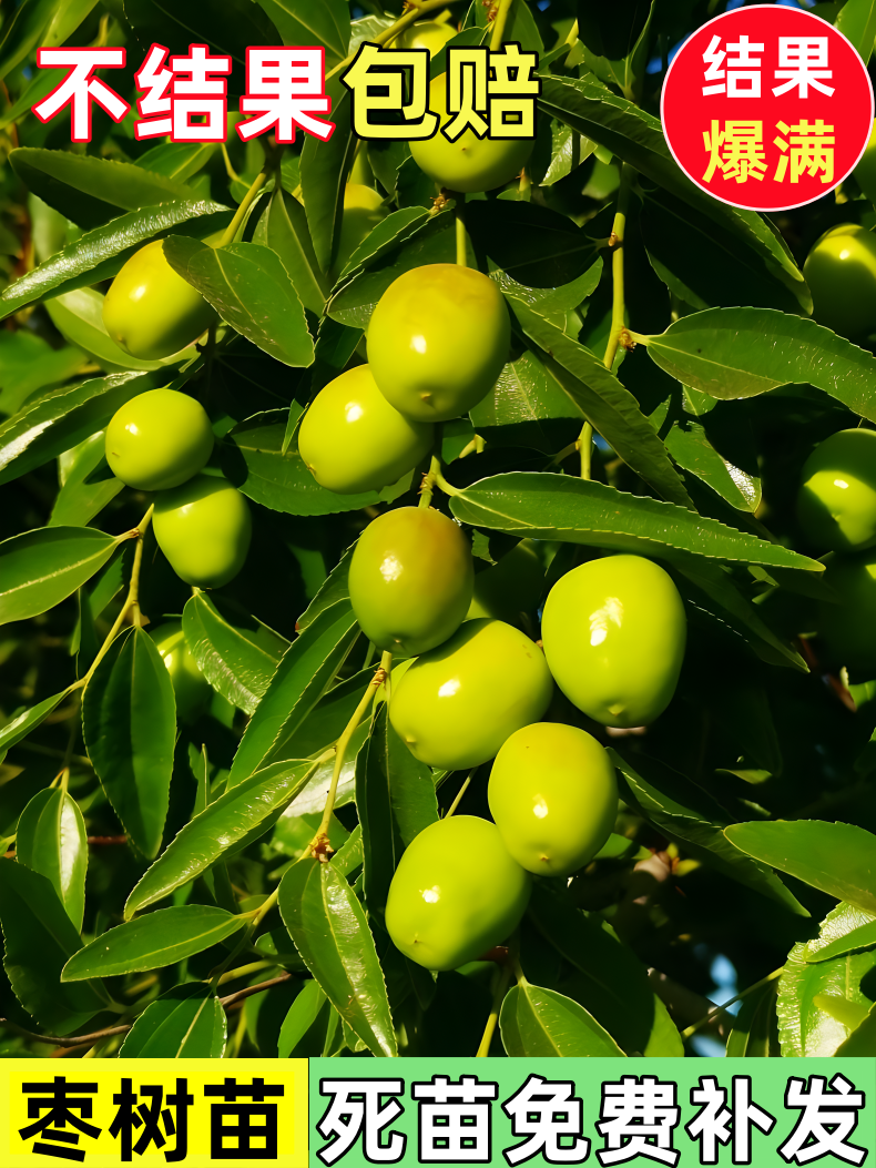 枣树活苗特大超甜冬果种植北