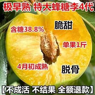 极早熟特大蜂糖4代李子树苗嫁接果树苗四季水果苗南北方耐寒耐旱