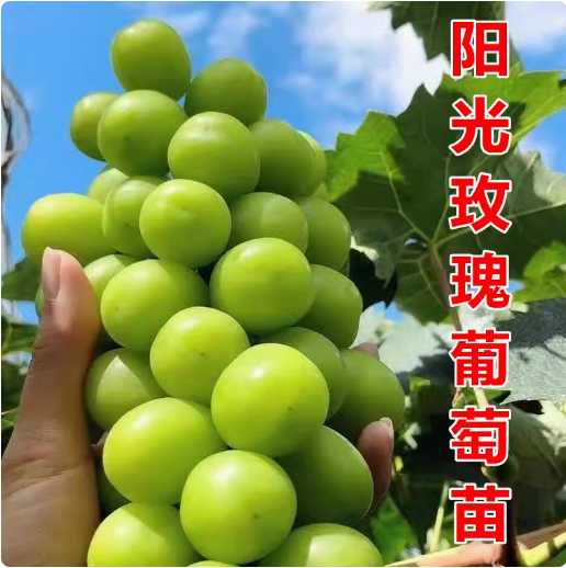阳光玫瑰无核葡萄树苗日本香印晴王葡萄苗青提无籽葡萄苗当年结果
