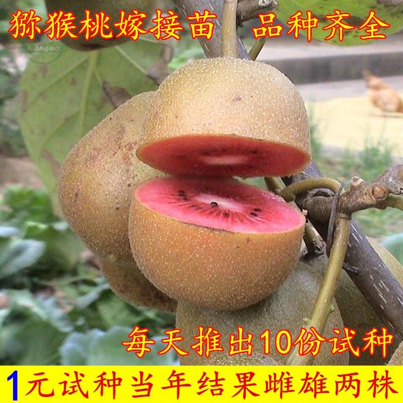 湖南红心猕猴桃苗子 红心猕猴桃树苗嫁接苗 果树苗南北方种植包邮图片