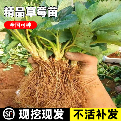 奶油草莓苗盆栽地四季红颜阳