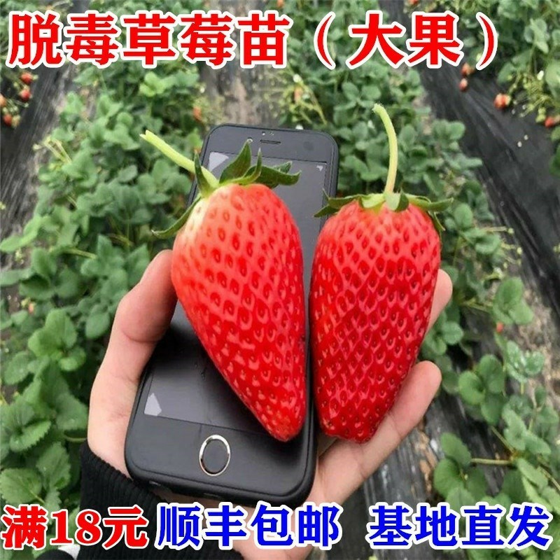 四季食用南方带花带果奶油草莓苗