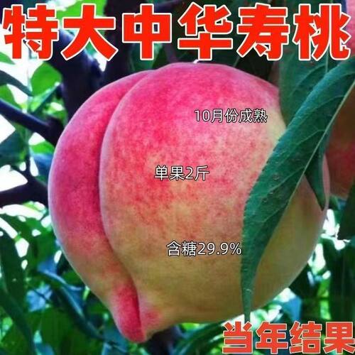 特大中华寿桃树苗嫁接果