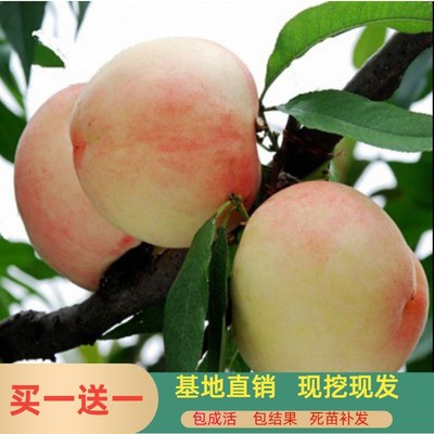 特大冬桃树果苗嫁接油黄子苖