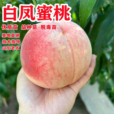超甜白凤水蜜桃苗树果南北