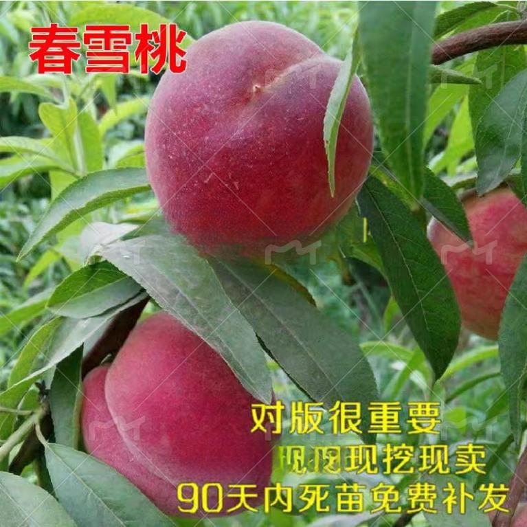 桃树苗雪桃嫁接桃苗盆栽地栽早熟