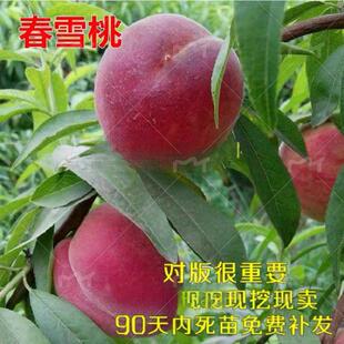 桃树苗 春雪桃嫁接桃苗 早熟甜桃盆栽地栽南方北方种植果树苗