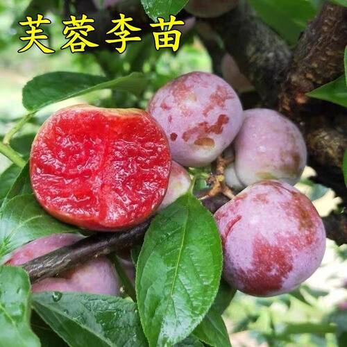 特大嫁接超甜芙蓉李子果树