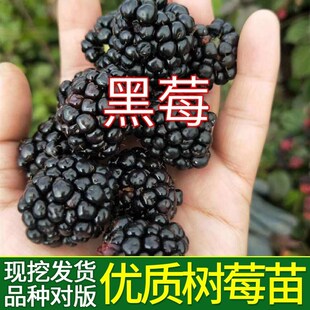 黑莓树苗露莓青花素果苗地栽盆栽南方北方种植果树苗浆果苗水果苗