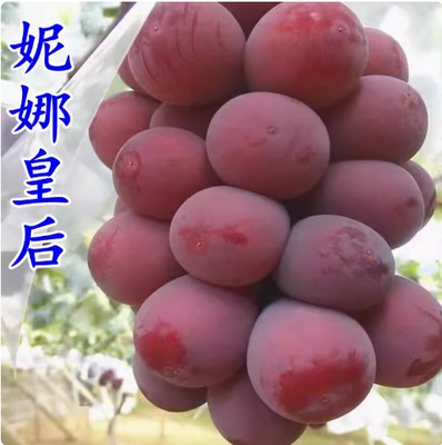 葡萄苗妮娜女皇女王皇后南方种植