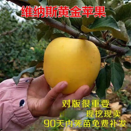 维纳斯嫁接黄元帅盆栽地栽苹果苗