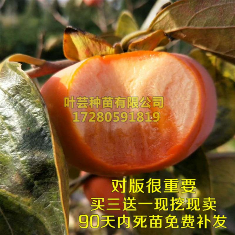 818甜柿子苗嫁接果树苗南北方种植当年结果日本超早甜脆柿子树苗