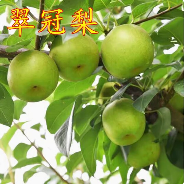 翠冠梨树苗 南汇翠冠梨苗 嫁接蜜梨苗 翠冠梨82梨树苗当年结果树