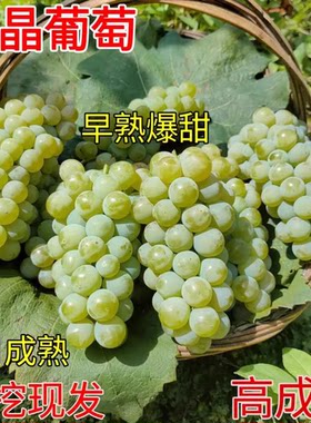 水晶葡萄树苗南方北方青提葡萄果