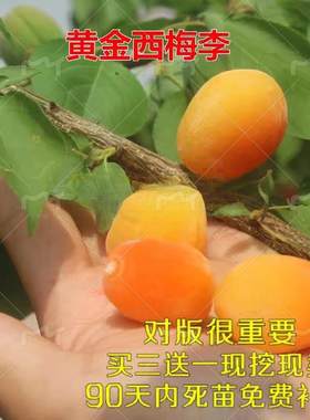 黄金西梅树苗嫁接李子南方种植
