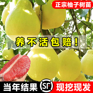 柚子树苗果树果苗红心蜜柚三红柚广西沙田柚庭院嫁接南方种植水果