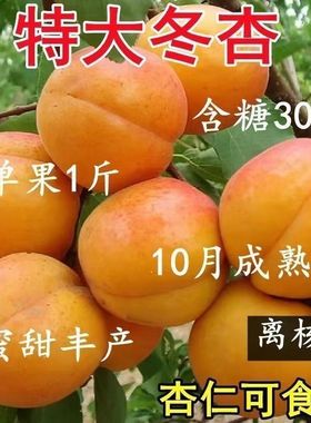 特大冬杏树苗超甜杏子苗十月晚熟耐寒耐旱南北方种植当年结果