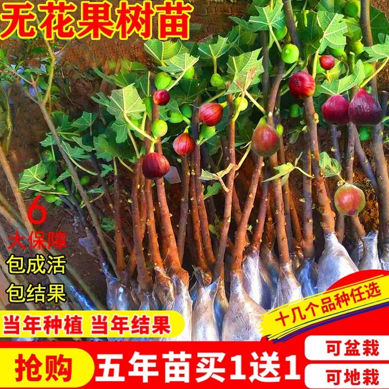波姬红盆栽地栽特大无花果树苗