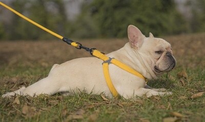 柯基犬柴犬雪纳瑞法斗胸狗狗式牵引绳反光夏季天透气背带项圈背心