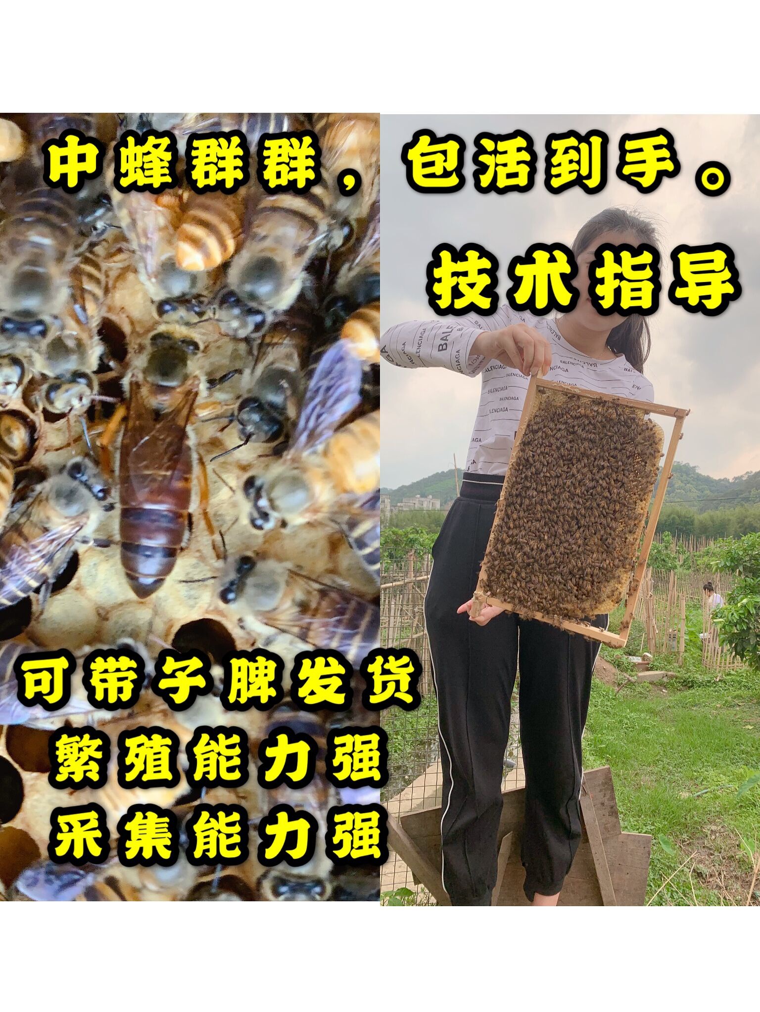 包邮中蜂蜂群带王蜂群中蜂蜂王中蜂笼蜂蜜蜂蜂群中蜂种蜂群