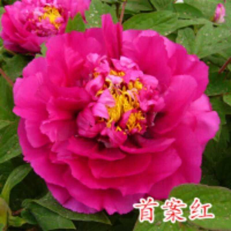 【i买2送1】送肥 生根粉牡丹花苗牡丹花牡丹花盆栽