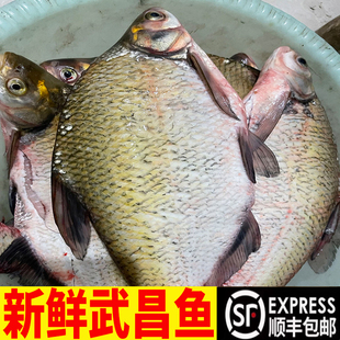 【顺丰】湖北武昌鱼农家自养淡水鱼新鲜现杀鱼原生态鲜活鳊鱼扁鱼