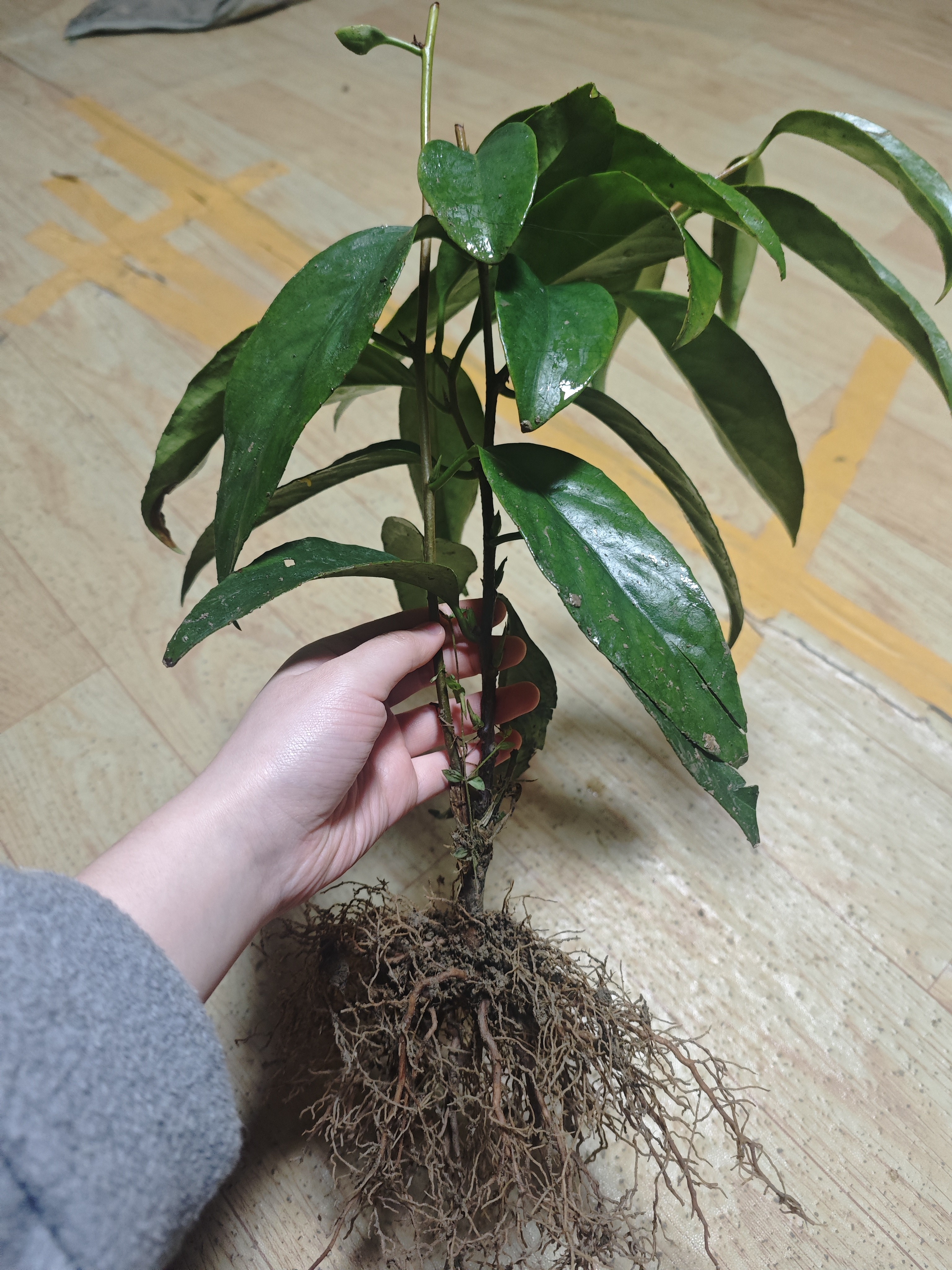 新款布福娜大果树苗黑老虎苗黑老