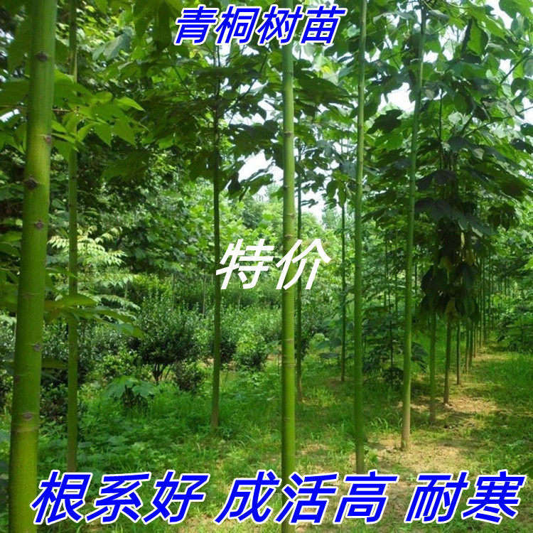 青桐树苗中国梧桐苗桐麻绿化苗木南北方庭院遮阳观赏风景行道树