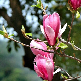 玉兰树苗大型庭院树木紫白红黄二乔盆栽地栽绿化风景耐寒玉兰花苗