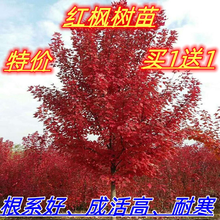 红枫树苗日本红舞姬盆景中国三季红美国红枫庭院别墅四季庭院栽种