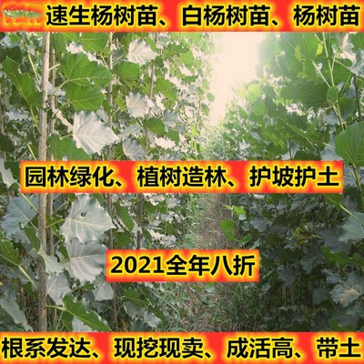 速生白杨树苗 白杨树 杨树苗 植树造林 护坡 护土园林绿化苗木