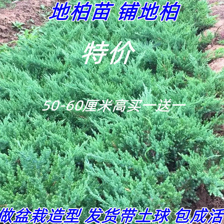 绿化地柏苗沙地柏南北方盆栽地栽盆景素材造型用铺地柏桩四季常青