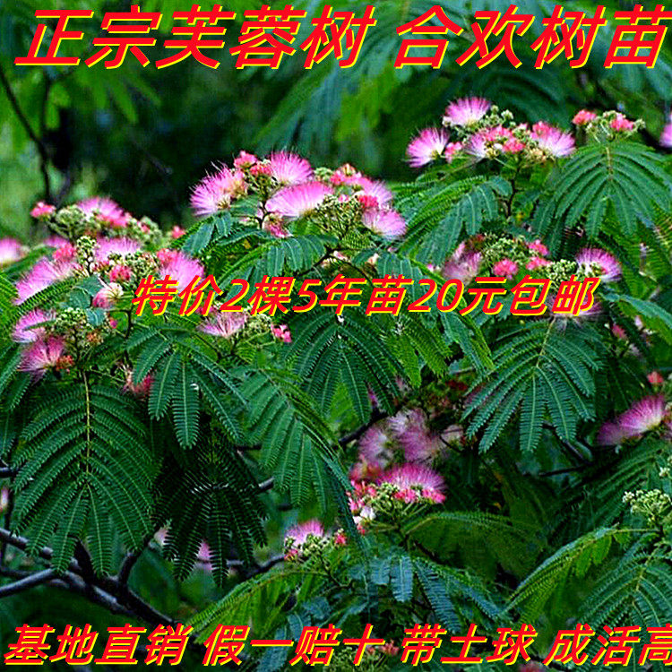 合欢苗树苗绒花树苗芙蓉花树苗南北方庭院盆栽绿化工程苗当年开花