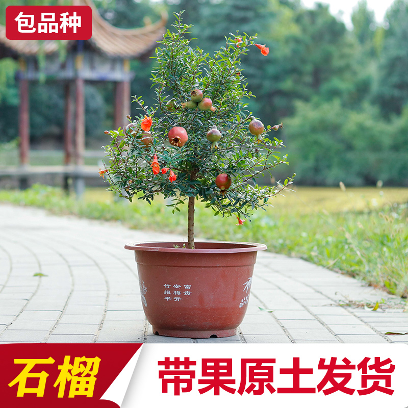 石榴花盆栽花卉植物室内外石榴盆景阳台四季开花结果石榴树苗绿植