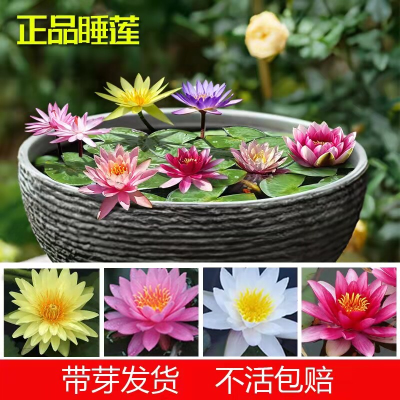 睡莲大根块池塘睡莲花水培植物四季荷花盆栽水养花卉碗莲根茎带芽高性价比高么？