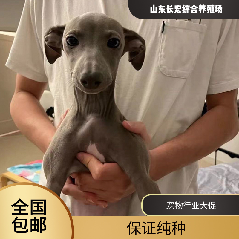 意大利小灵缇犬网红同款纯种小灵缇小红书同款灵缇奥利奥灵缇狗狗