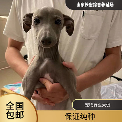 意大利小灵缇犬幼犬网红同款纯种小灵缇小红书同款灵缇幼犬狗狗