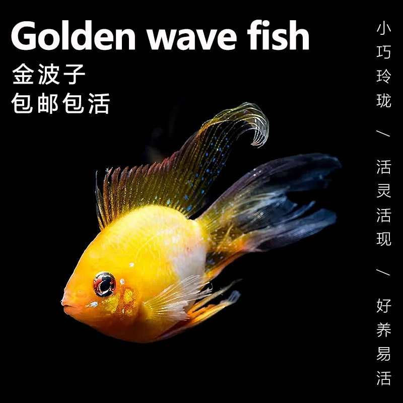 金波子鱼小型鱼热带观赏鱼图片
