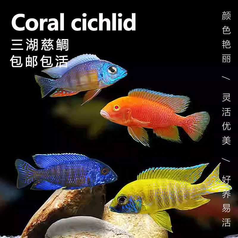 三湖慈鲷鱼马鲷蓝阿里非洲黑线王子蓝斑马热带观赏鱼活体小型淡水