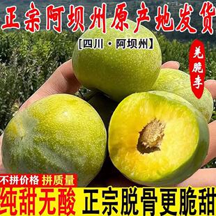 四川汶川青脆李脱骨李冰糖李脆甜新鲜孕妇水果5斤空运包邮李子