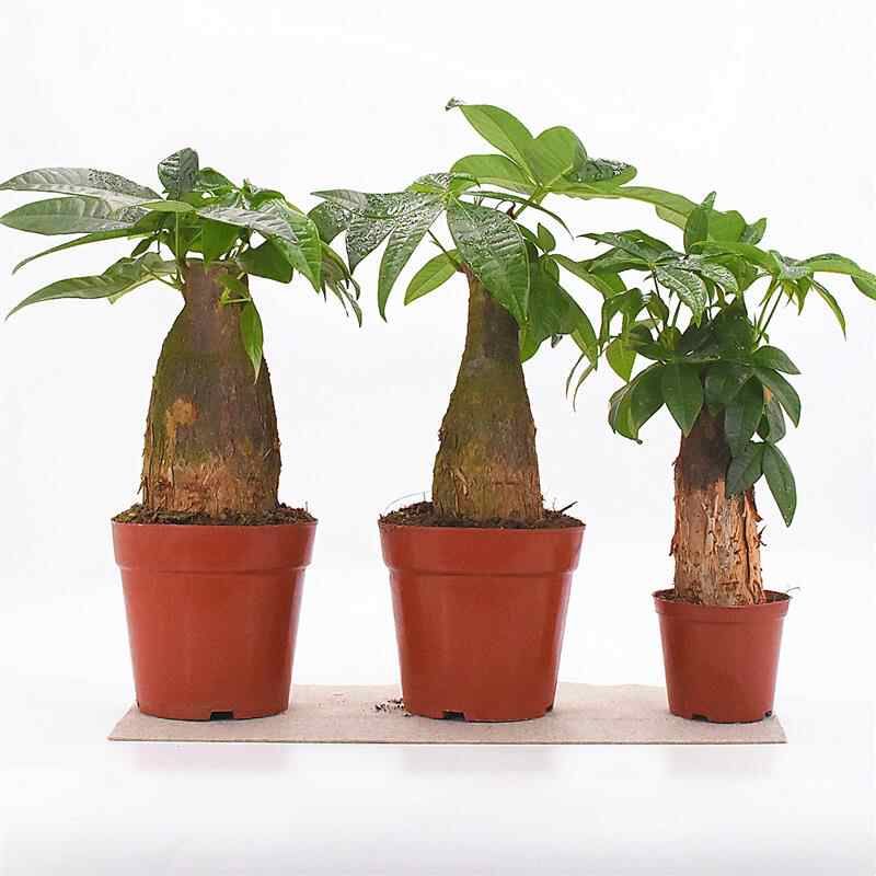 发财树树桩树头树苗室内盆栽大客厅摆件裸根不带盆大棵绿植不含盆图片