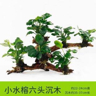 小叶榕绿色有茎类速成沉木水草水族箱小对叶淡水前景大叶榕 四季