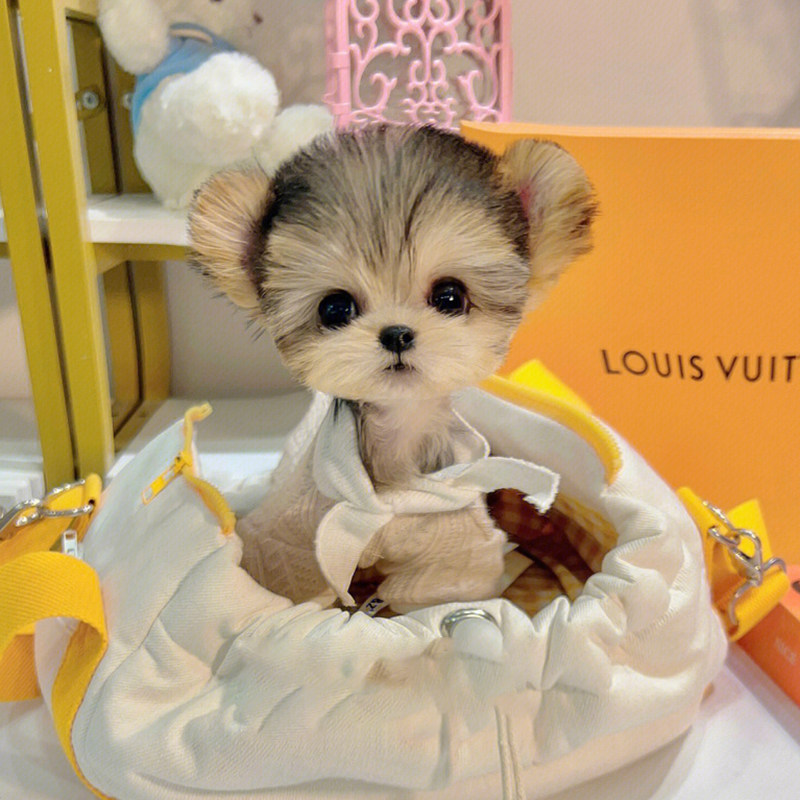 纯种约克夏幼犬活体韩系赛级金头雪白银背超小体茶杯犬宠物狗犬舍