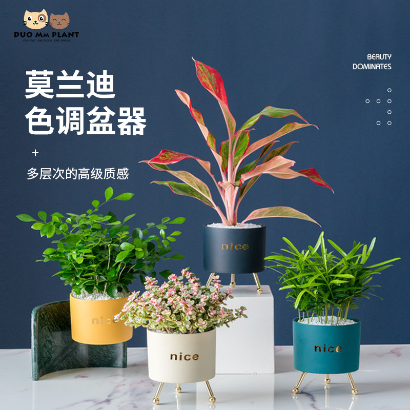 圣诞树植物价格 圣诞树植物图片 星期三