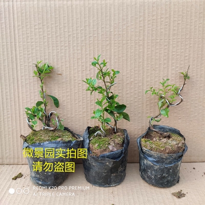 盆景老鸦柿盆景绿植好植物室内景观金弹子小苗水培桌面阳台