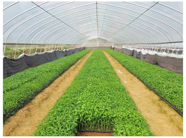 养殖大棚骨架钢管养鸡简易鸡棚蔬菜园艺花卉种植温室大棚配件全套