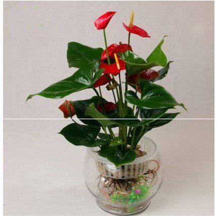 红掌盆栽粉掌白掌水培花卉室内桌面四季长青观叶观花植物含盆发