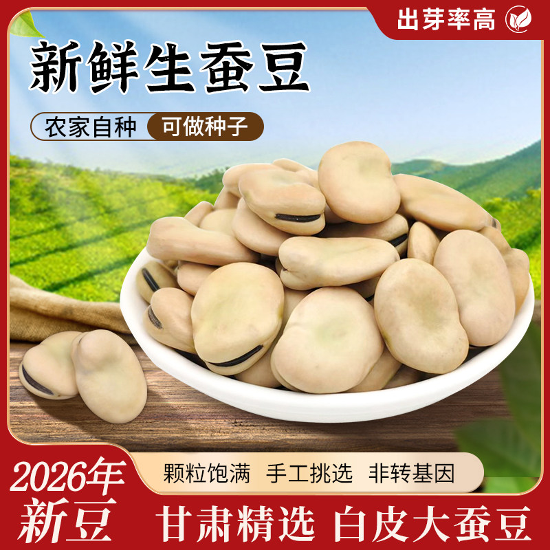 甘肃新鲜蚕豆特级大粒型种子