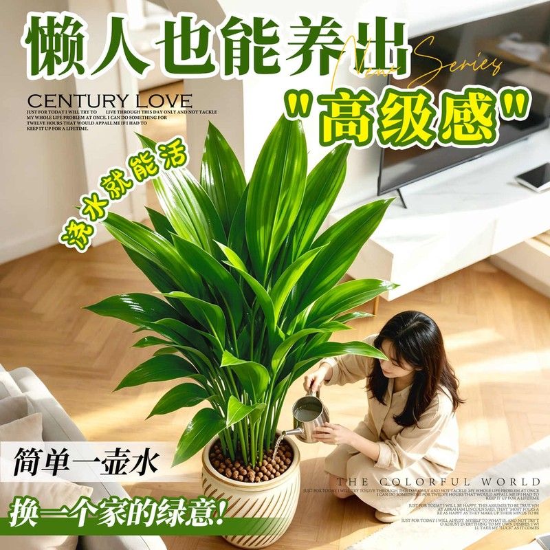 一叶兰大叶盆栽室内外好养四季常青客厅绿植净化空气耐阴大型植物图片