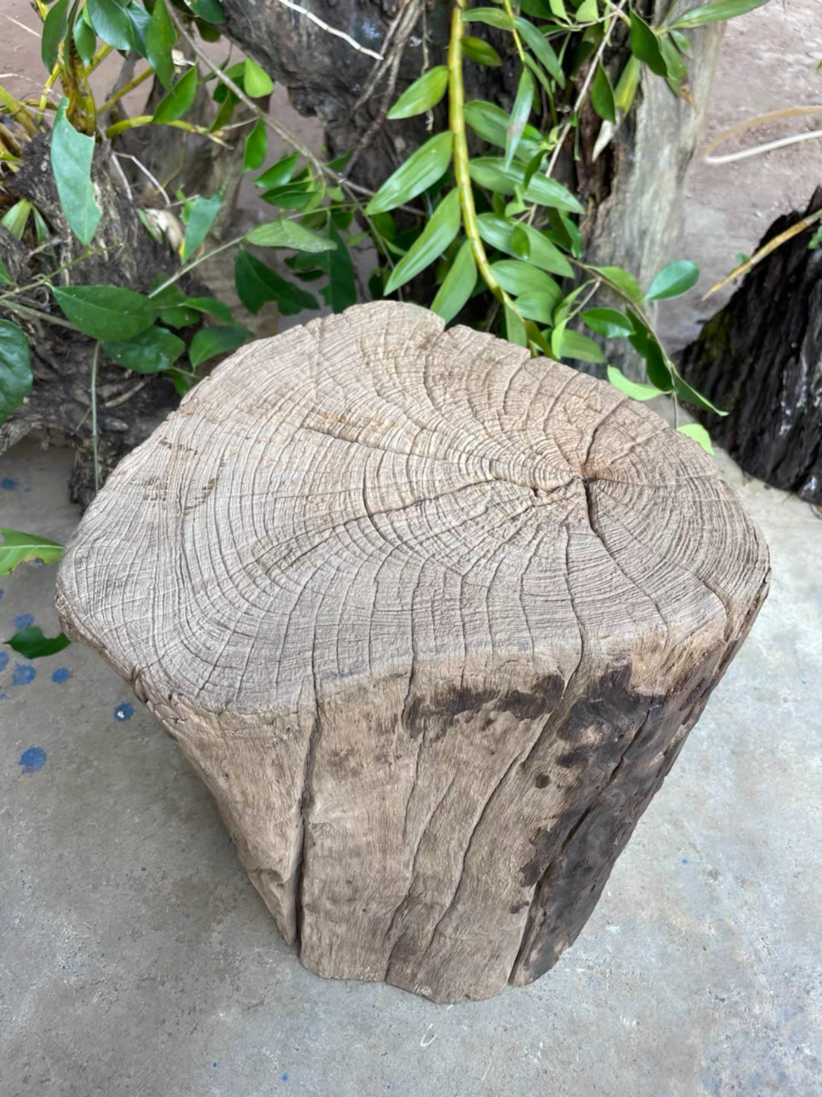 缅甸柚木墩实木根雕凳子茶桌木桩原木树墩圆墩子高45直径26-35cm